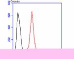 RRM1 Antibody in Flow Cytometry (Flow)