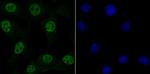 MBD3 Antibody in Immunocytochemistry (ICC/IF)