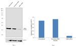 MBD3 Antibody