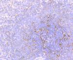 Flotillin 1 Antibody in Immunohistochemistry (Paraffin) (IHC (P))