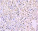 Flotillin 1 Antibody in Immunohistochemistry (Paraffin) (IHC (P))