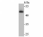 Flotillin 1 Antibody in Western Blot (WB)