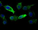 KDEL Antibody in Immunocytochemistry (ICC/IF)