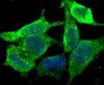 KDEL Antibody in Immunocytochemistry (ICC/IF)