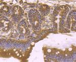 KDEL Antibody in Immunohistochemistry (Paraffin) (IHC (P))