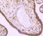 KDEL Antibody in Immunohistochemistry (Paraffin) (IHC (P))