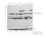 KDEL Antibody in Western Blot (WB)