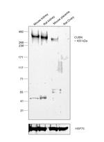 CUBN Antibody