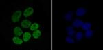 H4K16ac Antibody in Immunocytochemistry (ICC/IF)