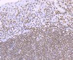 H4K16ac Antibody in Immunohistochemistry (Paraffin) (IHC (P))