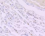 H4K16ac Antibody in Immunohistochemistry (Paraffin) (IHC (P))