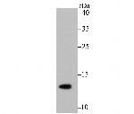 H4K16ac Antibody in Western Blot (WB)