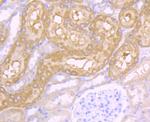 CD46 Antibody in Immunohistochemistry (Paraffin) (IHC (P))