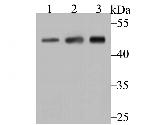 Arp3 Antibody in Western Blot (WB)