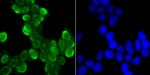 SNRPA Antibody in Immunocytochemistry (ICC/IF)