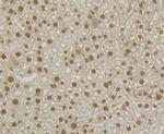 SNRPA Antibody in Immunohistochemistry (Paraffin) (IHC (P))