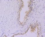 GPI Antibody in Immunohistochemistry (Paraffin) (IHC (P))