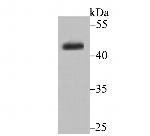 CYP26A1 Antibody in Western Blot (WB)