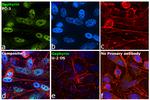 Gephyrin Antibody in Immunocytochemistry (ICC/IF)