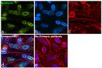 Gephyrin Antibody in Immunocytochemistry (ICC/IF)