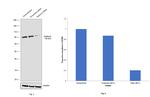 Gephyrin Antibody in Western Blot (WB)