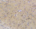 Gephyrin Antibody in Immunohistochemistry (Paraffin) (IHC (P))