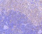 ELMO1 Antibody in Immunohistochemistry (Paraffin) (IHC (P))