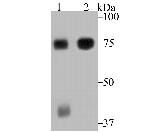 ELMO1 Antibody in Western Blot (WB)