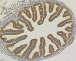 USP9X Antibody in Immunohistochemistry (Paraffin) (IHC (P))