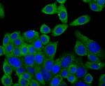 Syntrophin alpha-1 Antibody in Immunocytochemistry (ICC/IF)