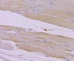 Syntrophin alpha-1 Antibody in Immunohistochemistry (Paraffin) (IHC (P))