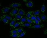 TREX1 Antibody in Immunocytochemistry (ICC/IF)