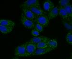 TREX1 Antibody in Immunocytochemistry (ICC/IF)