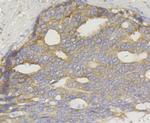 TREX1 Antibody in Immunohistochemistry (Paraffin) (IHC (P))