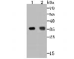 TREX1 Antibody in Western Blot (WB)