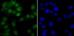 PRP8 Antibody in Immunocytochemistry (ICC/IF)