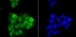 PRP8 Antibody in Immunocytochemistry (ICC/IF)