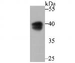 PON2 Antibody in Western Blot (WB)