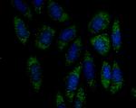 FBXO5 Antibody in Immunocytochemistry (ICC/IF)