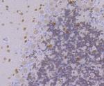 FBXO5 Antibody in Immunohistochemistry (Paraffin) (IHC (P))