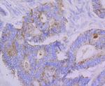 FBXO5 Antibody in Immunohistochemistry (Paraffin) (IHC (P))