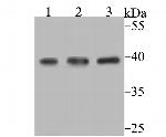 SAE1 Antibody in Western Blot (WB)