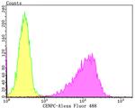 CENPC Antibody in Flow Cytometry (Flow)