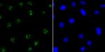 CENPC Antibody in Immunocytochemistry (ICC/IF)