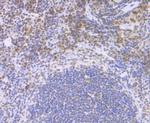 CENPC Antibody in Immunohistochemistry (Paraffin) (IHC (P))