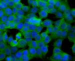 SULT2A1 Antibody in Immunocytochemistry (ICC/IF)