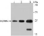 UQCRFS1 Antibody in Western Blot (WB)