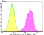 VAMP3 Antibody in Flow Cytometry (Flow)