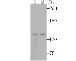 GEF-H1 Antibody in Western Blot (WB)