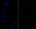 SF3B3 Antibody in Immunocytochemistry (ICC/IF)